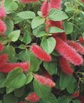 Acalypha pendula